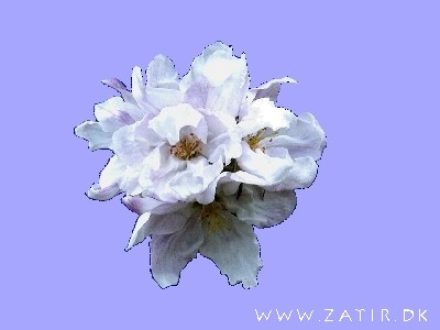 &aelig;bleblomst i maj 